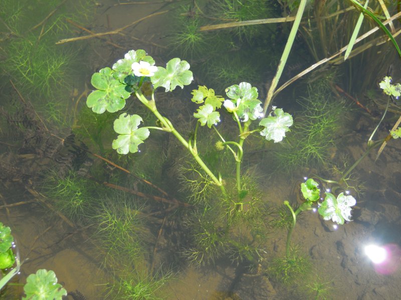 Ranunculus peltatus / Ranuncolo peltato